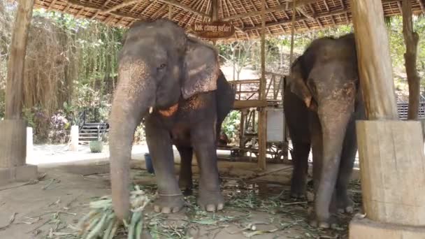 Des éléphants se tiennent dans une enceinte dans une ferme d'éléphants en Thaïlande, Phuket 