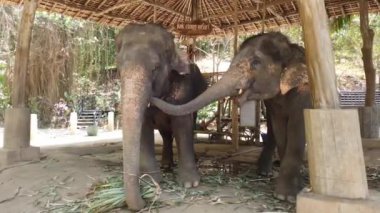 Filler Tayland, Phuket 'te bir fil çiftliğinde muhafaza altında duruyorlar.