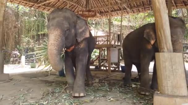 Des éléphants se tiennent dans une enceinte dans une ferme d'éléphants en Thaïlande, Phuket 