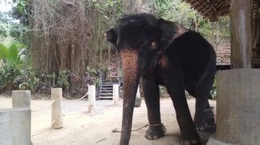 Filler kuş kafesinde bağlı durur..