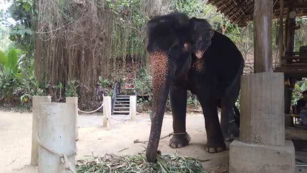 Des éléphants attachés dans une volière .