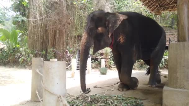 Elephants stand tied in an aviary. — Stock Video