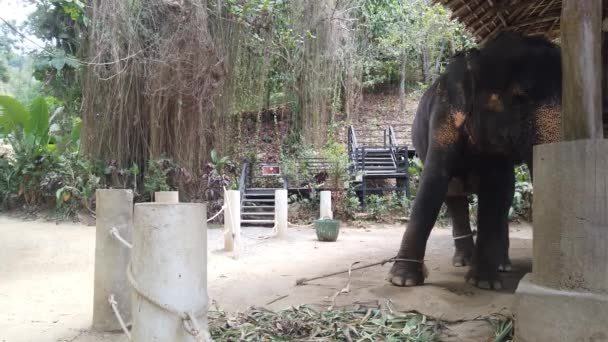 Слони стоять прив'язані в повітряній . — стокове відео