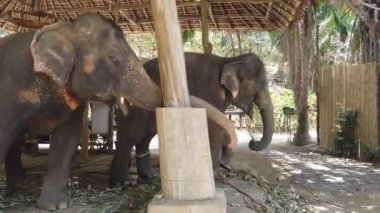 Filler kuş kafesinde bağlı durur..