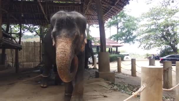 Elefanter står bundna i ett luftskepp. — Stockvideo