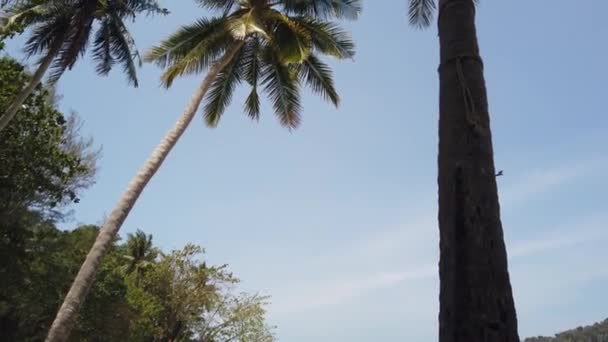Palmiers balancent dans le vent contre le ciel bleu 