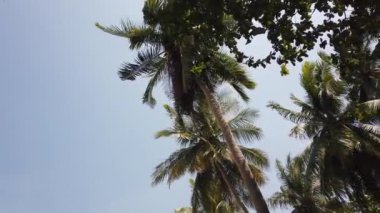 Rüzgarda sallanan palmiyeler mavi gökyüzüne karşı