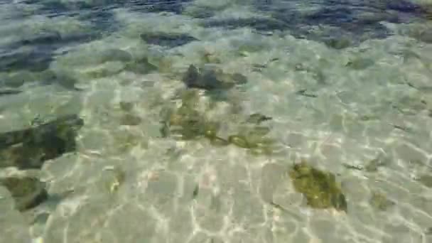小鱼在清澈的海水中游泳 — 图库视频影像