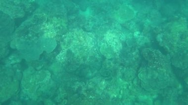 Birinci şahıs şnorkelle yüzme, deniz altı dünyası