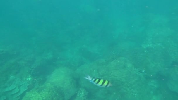 Snorkeling Prima Persona Mondo Sottomarino Marino — Video Stock