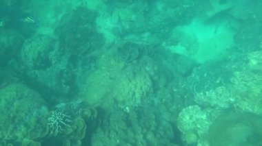 Birinci şahıs şnorkelle yüzme, deniz altı dünyası