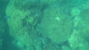Birinci şahıs şnorkelle yüzme, deniz altı dünyası