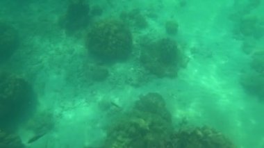 Birinci şahıs şnorkelle yüzme, deniz altı dünyası