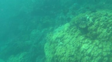 Birinci şahıs şnorkelle yüzme, deniz altı dünyası