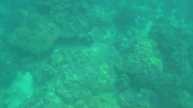 Birinci şahıs şnorkelle yüzme, deniz altı dünyası