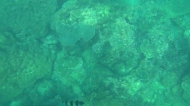 Birinci şahıs şnorkelle yüzme, deniz altı dünyası
