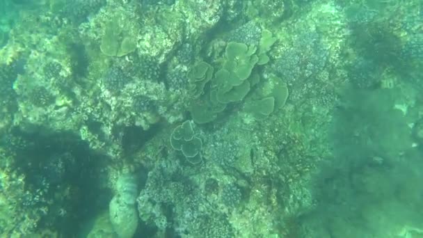 Eerste Persoon Snorkelen Zee Onderwater Wereld — Stockvideo