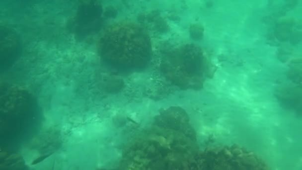 Eerste Persoon Snorkelen Zee Onderwater Wereld — Stockvideo