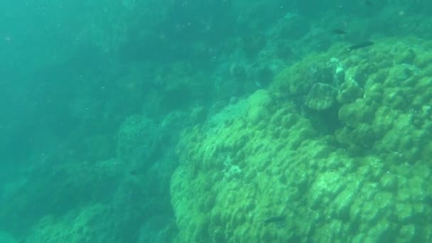 Ich Schnorcheln Unterwasserwelt Des Meeres — Stockvideo