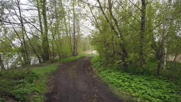 森の端に沿って未舗装の田舎道を歩く — ストック動画