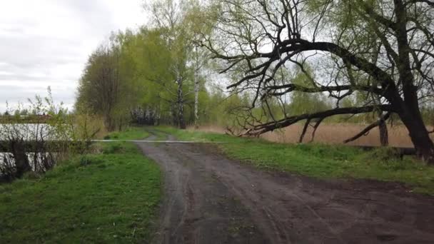 Прогулка Проселочной Дороге Вдоль Края Леса — стоковое видео