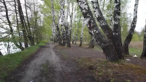 森の端に沿って未舗装の田舎道を歩く — ストック動画