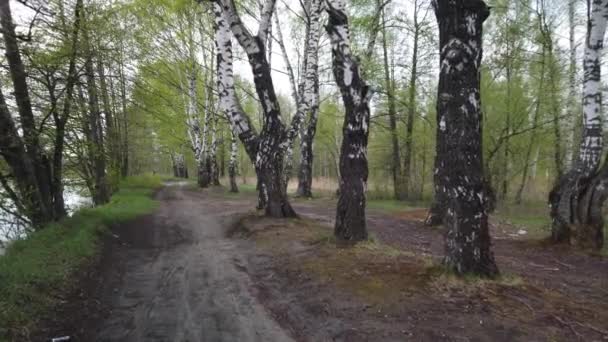 Прогулянка Брудній Заміській Дорозі Краю Лісу — стокове відео