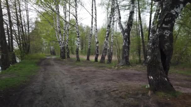 Passeggiata Lungo Una Strada Sterrata Lungo Bordo Della Foresta — Video Stock