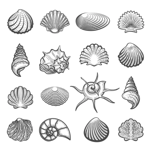 Conjunto de conchas marinhas desenhadas à mão — Vetor de Stock