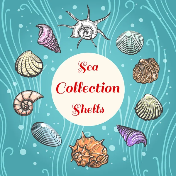 Sea shells composition with text — Stock Vector