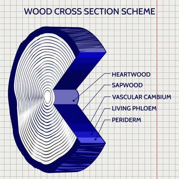 Náčrt aktivní zóny průřezu dřeva schématu — Stockový vektor