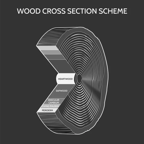 Sistema de sección transversal de madera — Archivo Imágenes Vectoriales