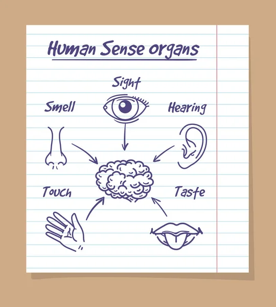 Esboço de cinco sentidos na página do caderno — Vetor de Stock
