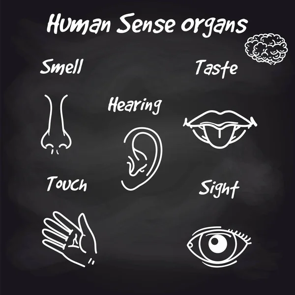 Órgãos sensoriais humanos sobre fundo quadro-negro —  Vetores de Stock