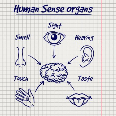 Konu insan duyu organları eskiz