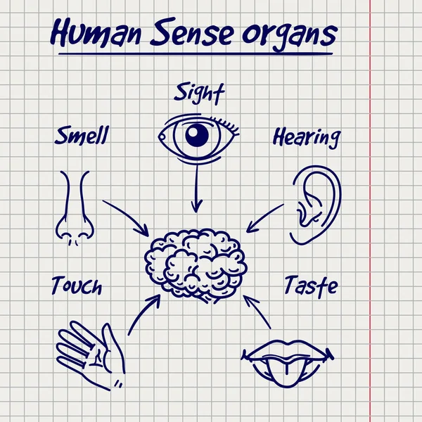 Sintesi dello schizzo degli organi del senso umano — Vettoriale Stock