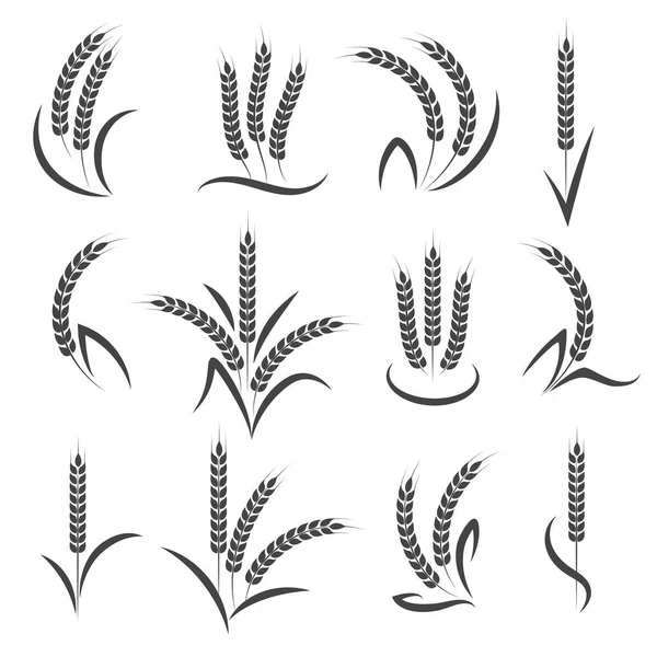 Wheat or barley ears branch — Stock Vector