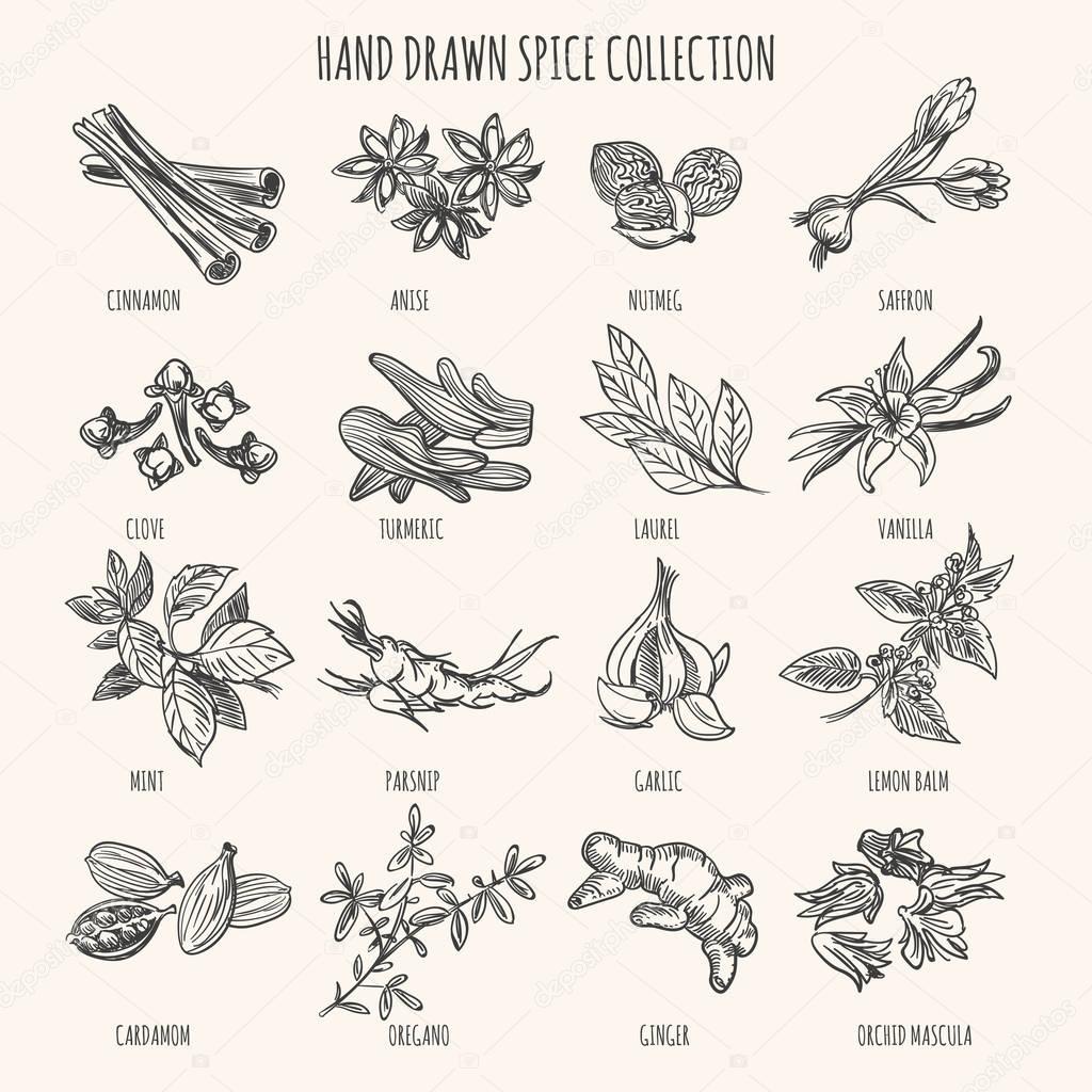 Vector hand drawn herbs, seasonings and seeds ingredients. Mint and cardamom, basil and vanilla spices sketch isolated on white background