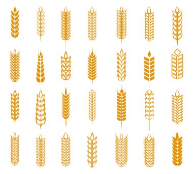 Buğday, çavdar ve arpa kulak seti