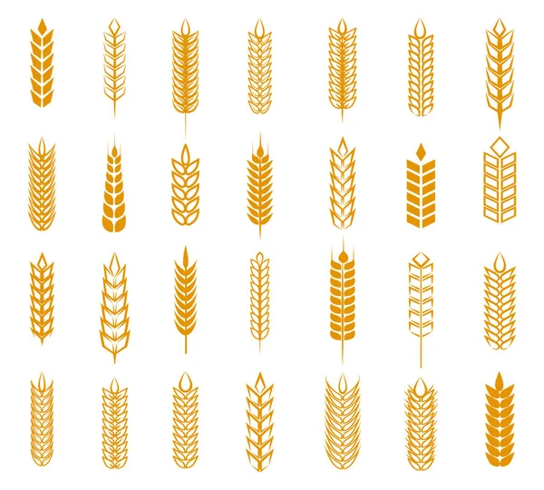 Set de orejas de trigo, centeno y cebada — Vector de stock