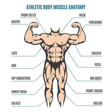 Atletik vücut adam şekil kas anatomisi