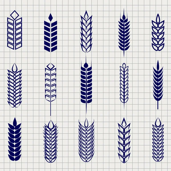 Коллекция зерновых ушей на странице ноутбука — стоковый вектор