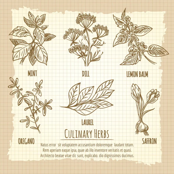 老式的烹饪草药信息海报设计 — 图库矢量图片