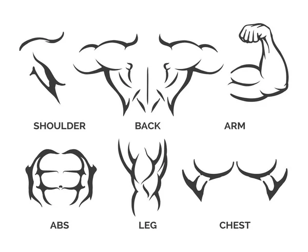 Bodybuilder body parts icons — Stock Vector