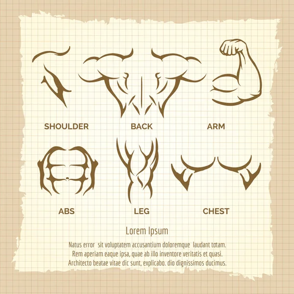 Бодибилдер винтажный плакат, мужские мышечные элементы — стоковый вектор