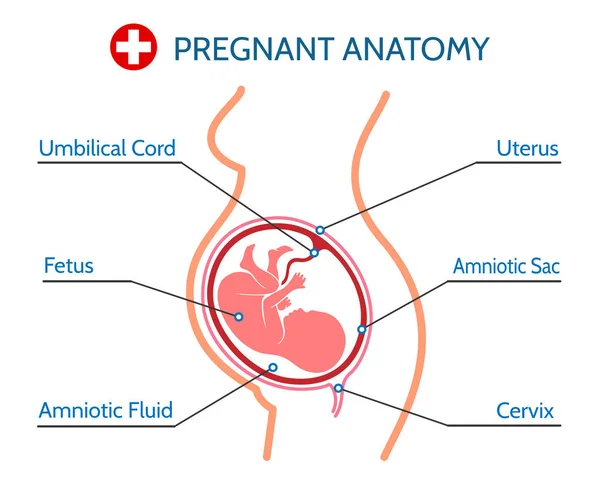 Медицинская иллюстрация анатомии беременности — стоковый вектор