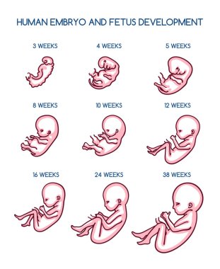 Fetal gelişim illüstrasyon