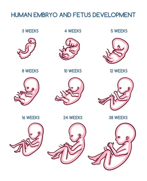Fetal development illustration — Stock Vector