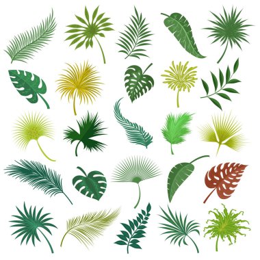 Palm egzotik set bırakır