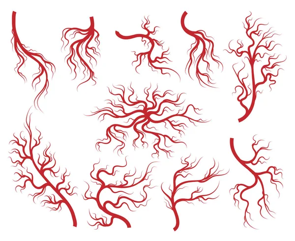 Set di vene e icone capillari — Vettoriale Stock